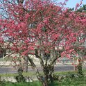 Malus x purpurea 'Eleyi' P28